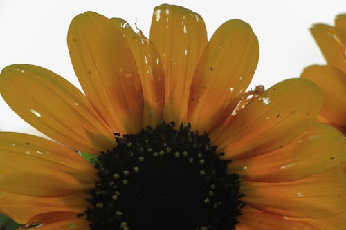 Foto stok gratis bunga matahari