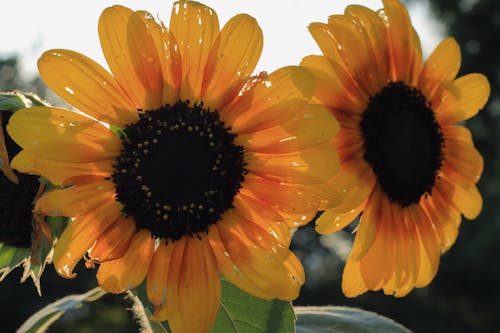 Foto stok gratis bunga matahari