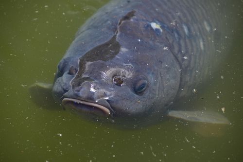 Free A detailed close-up of a carp fish submerged in green pond water. Stock Photo