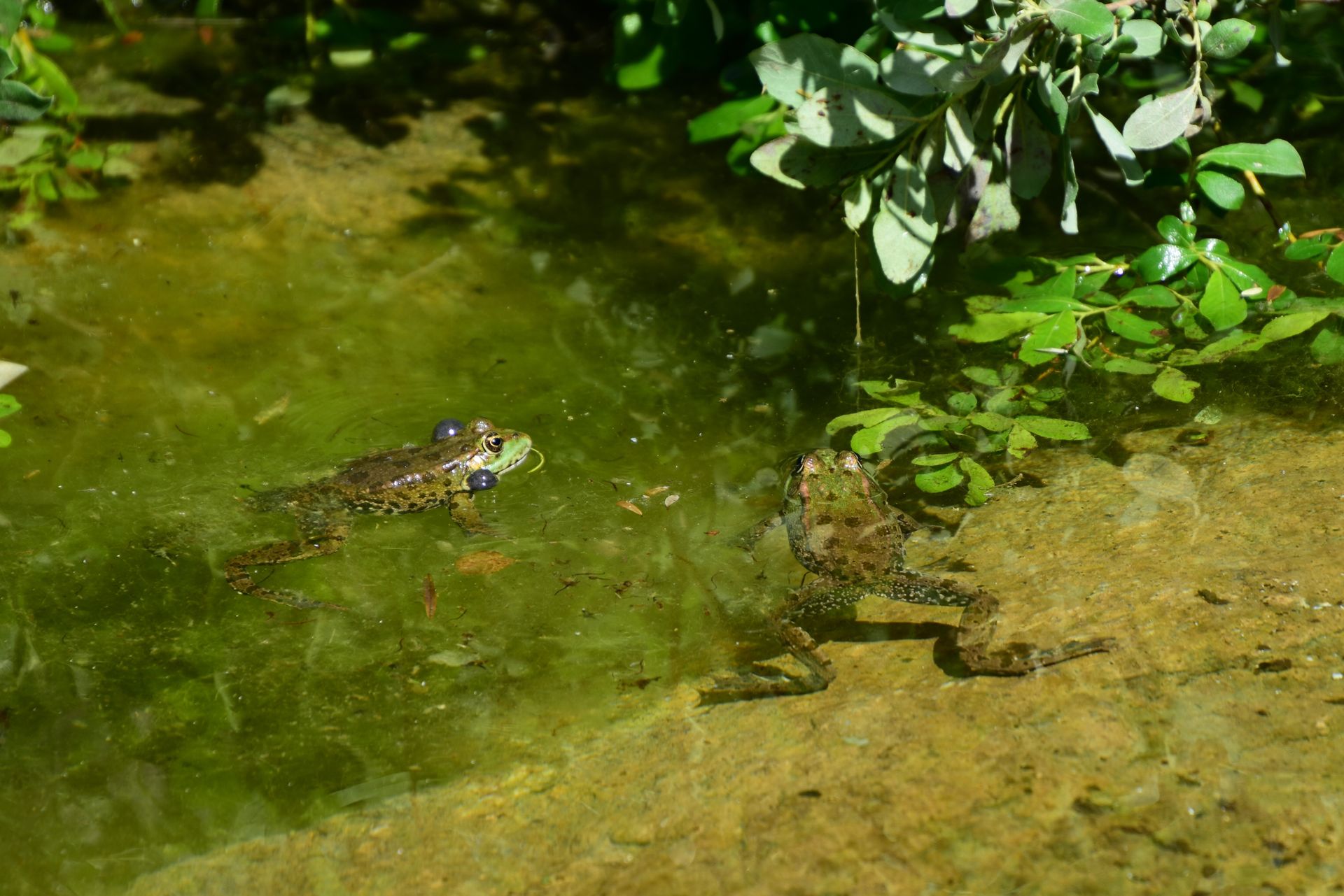 Frogs in Water