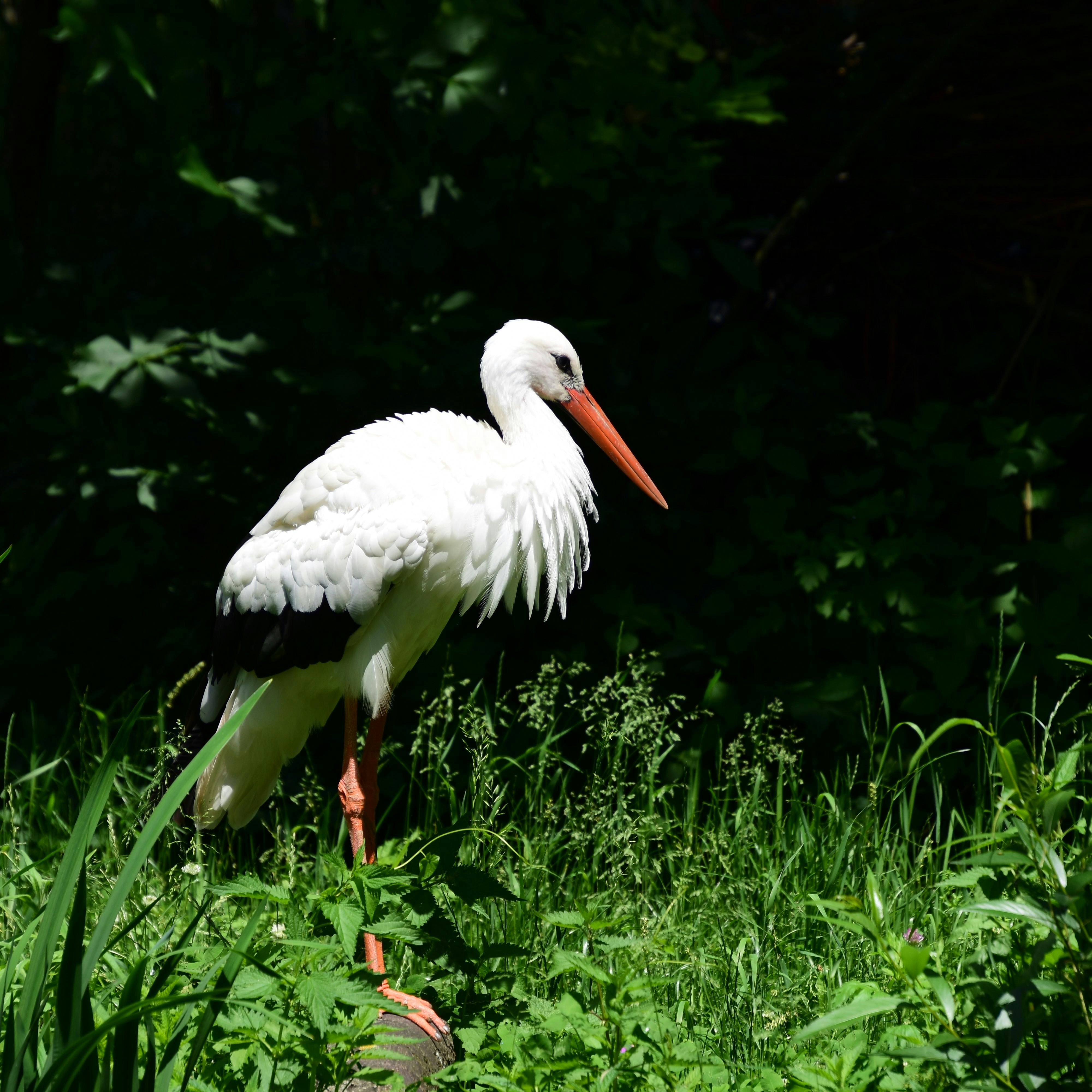 White Stork in Nature