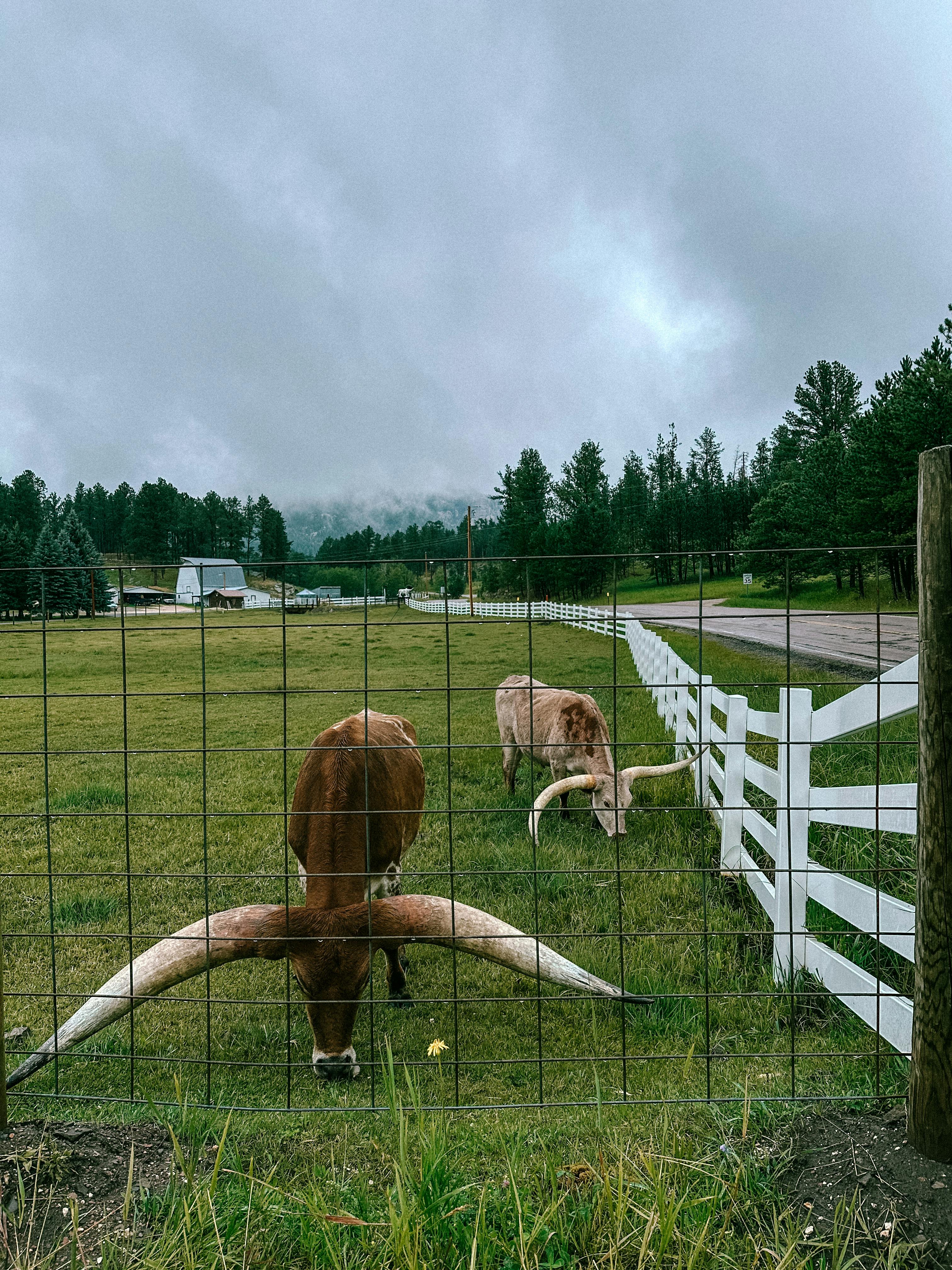 Gratuit Photos gratuites de agriculture, animaux de ferme, bétail Photos