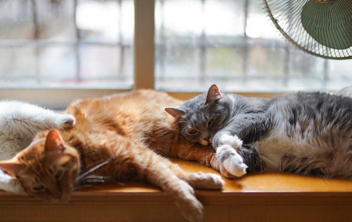 Free Two Tabby Kittens Lying Down Stock Photo