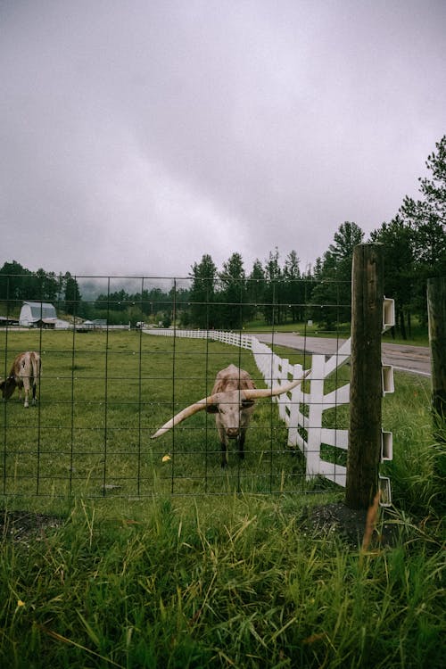 Бесплатное стоковое фото с вертикальный выстрел, домашний скот, коровы