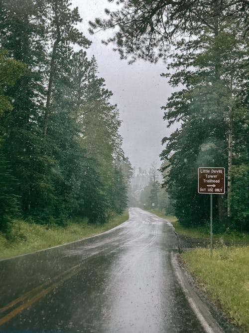 Wet Road in Forest in Rain