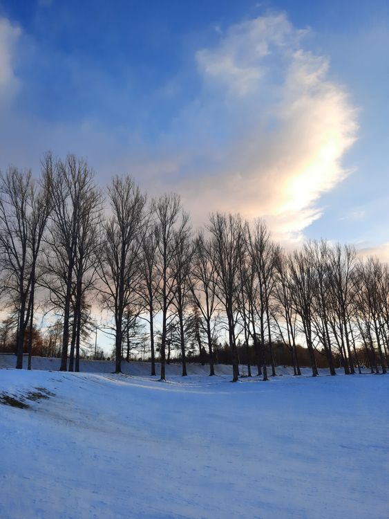 Snowed Field and Leafless Trees in Winter · Free Stock Photo