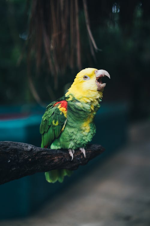 Zielony I żółty Pluszowy Ptak