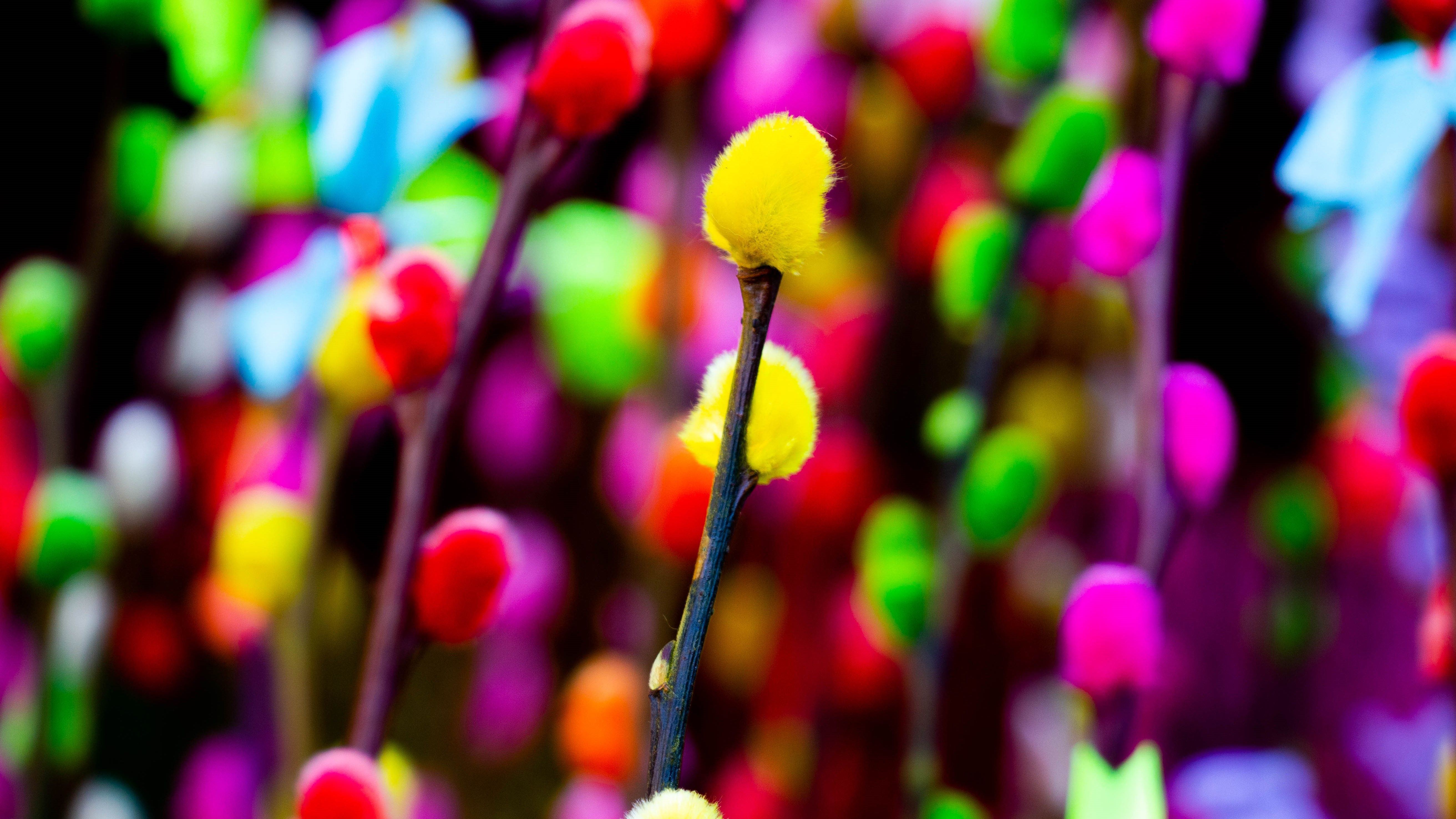 Gratis lagerfoto af blomst, da lat, farve Lagerfoto