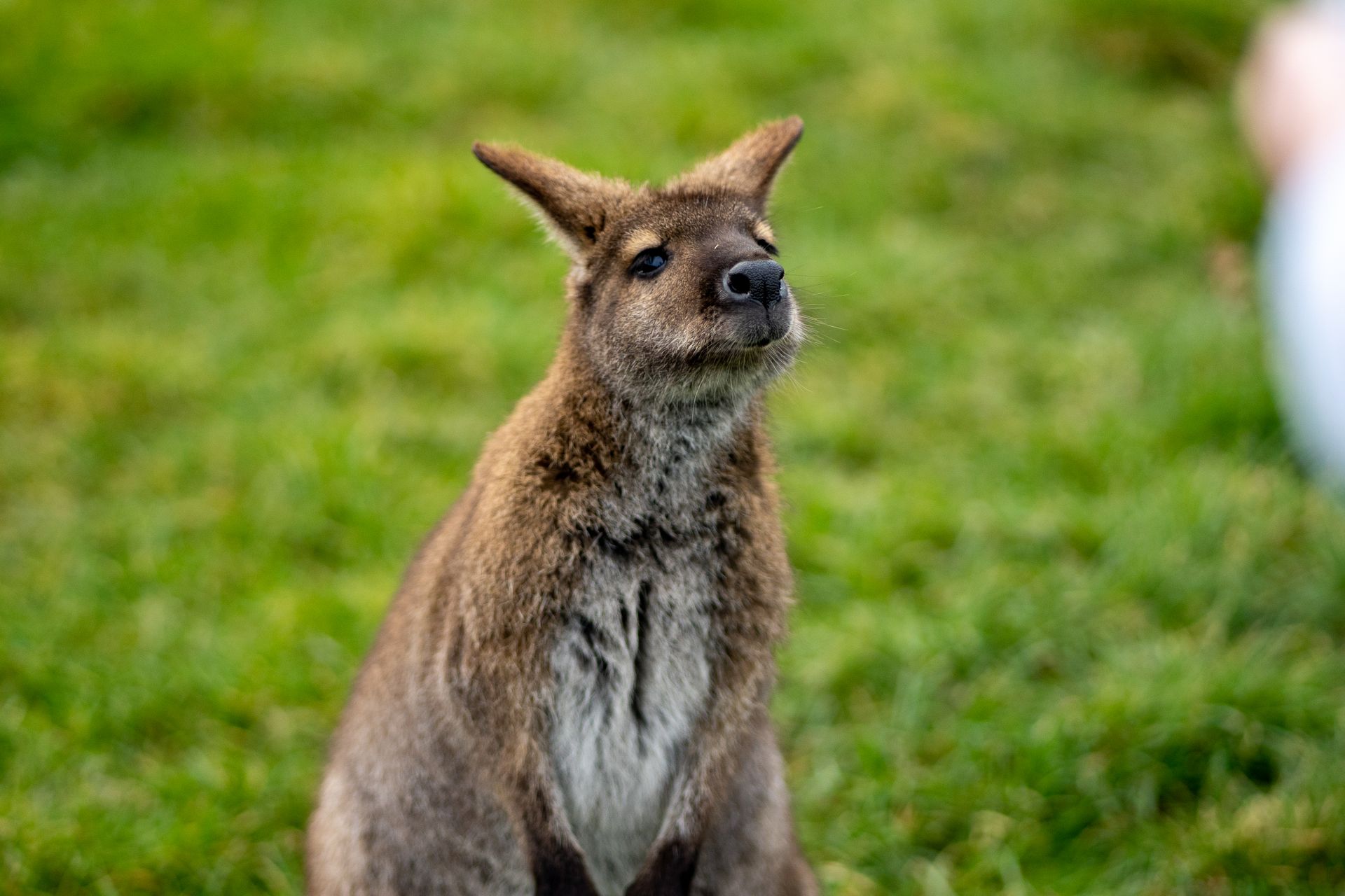 Close up of Kangaroo
