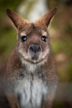 Charming close-up portrait of a curious wallaby in natural habitat.