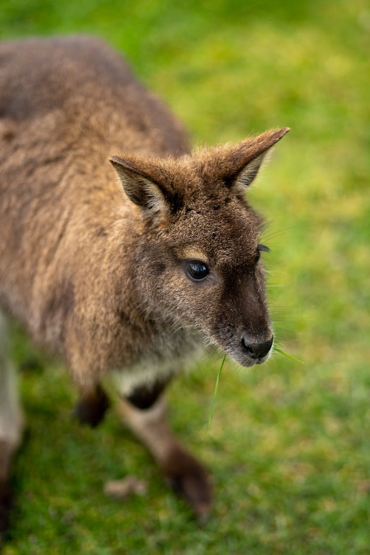 Close Up Of Kangaroo Joey