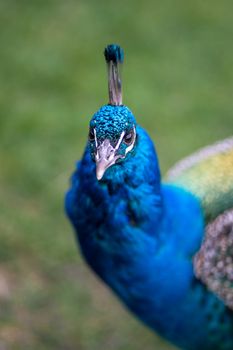 peacock photo