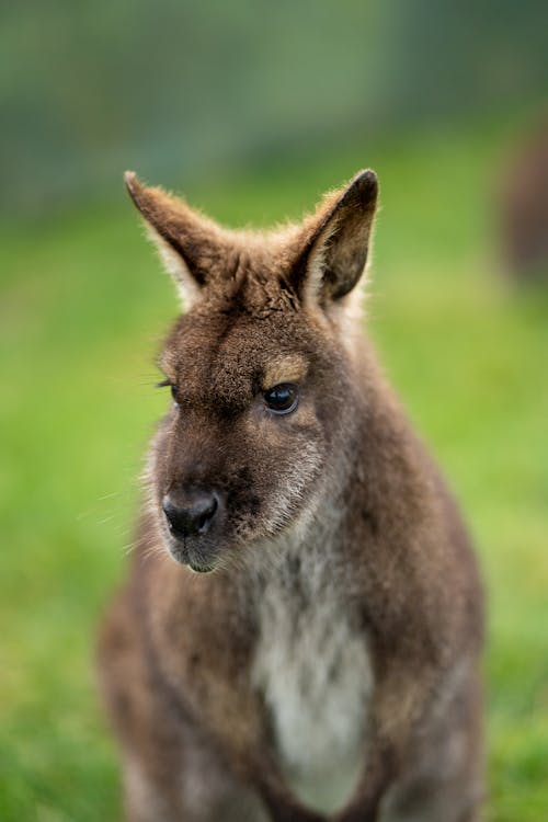 Gratis stockfoto met detailopname, dierenfotografie, hoofd