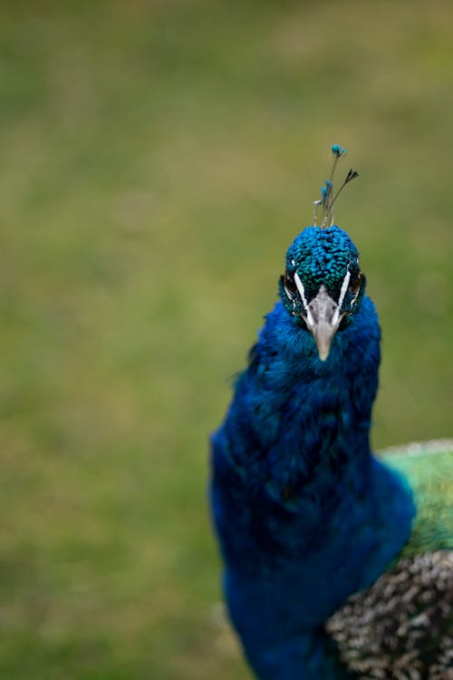 Foto d'estoc gratuïta de au, cap, fons de pantalla per al mòbil