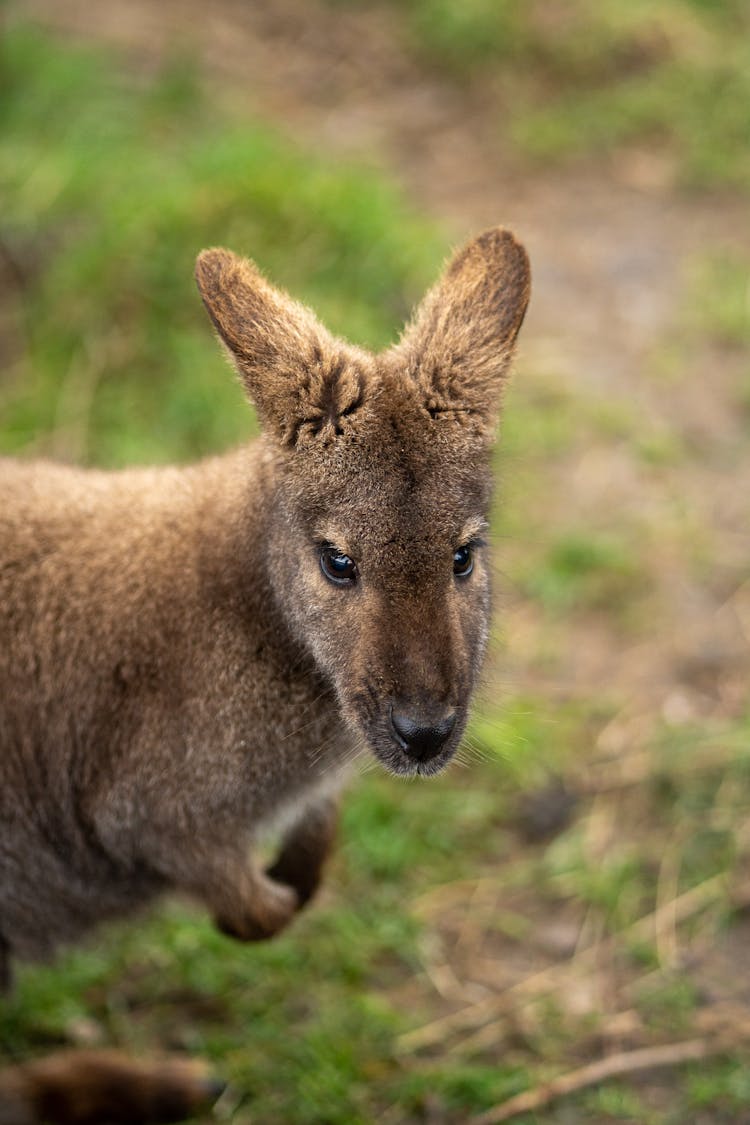 Close Up Of Kangaroo Joey