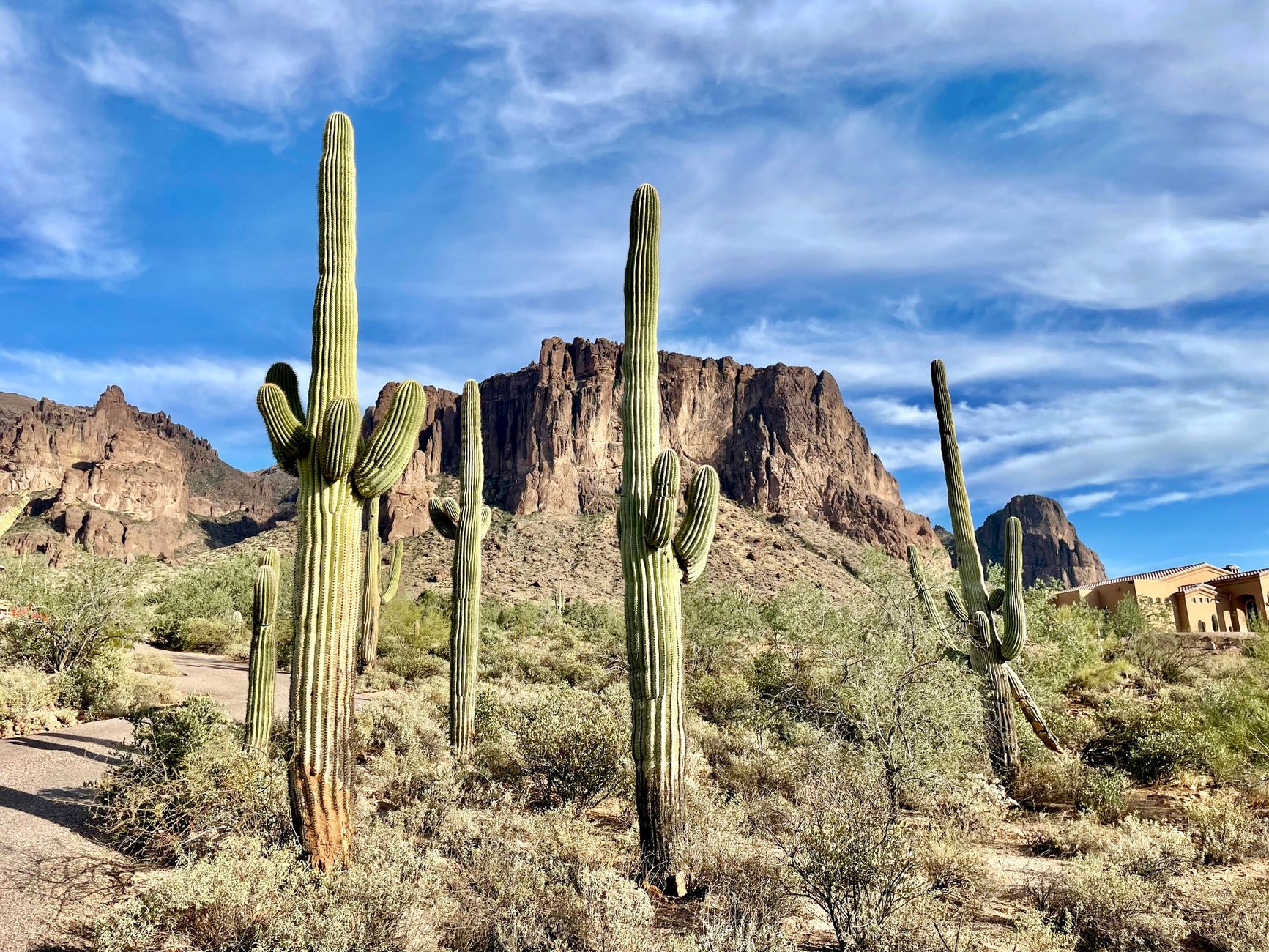 Vibrant desert scene featuring iconic cacti and rugged mountains in Mesa, Arizona.