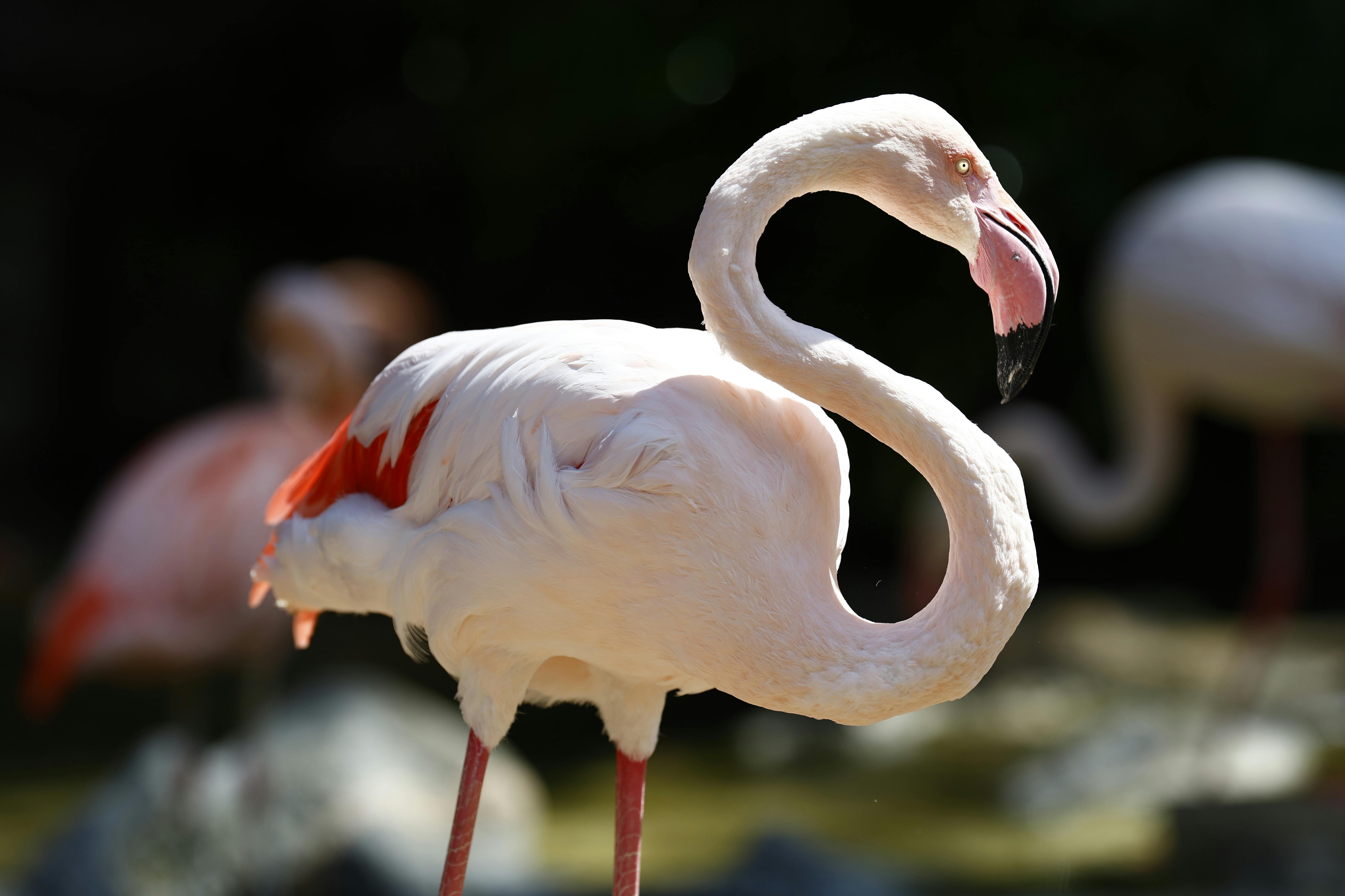 Animated Pink Wallpaper Photos, Download The BEST Free Animated Pink