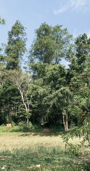 Scenic view of a lush green forest in Malang, East Java, featuring diverse trees and natural beauty.