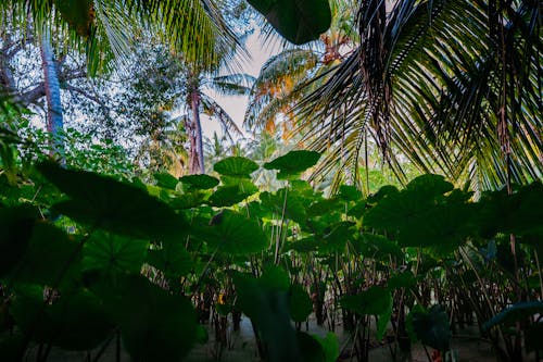 Бесплатное стоковое фото с водно-болотные угодья, зеленый, мальдивские острова