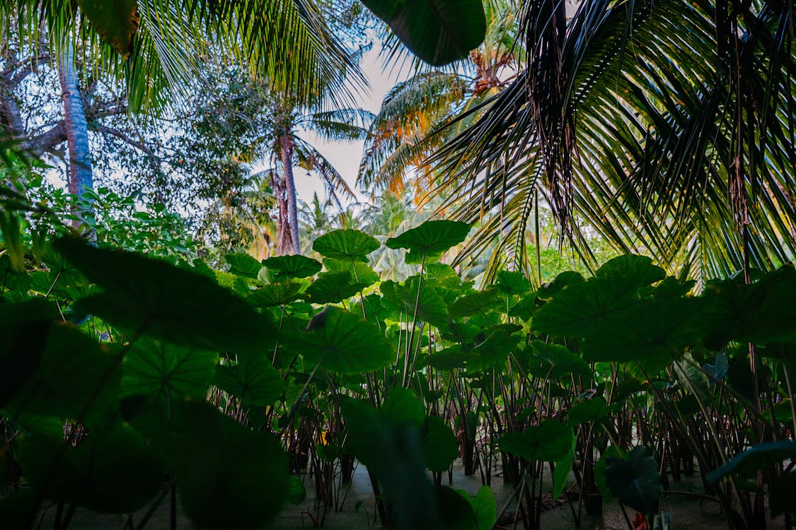 Taro leaves under palm trees