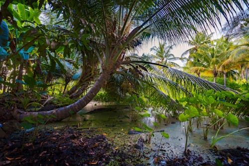 Taro plants under coconut palm in wet lands