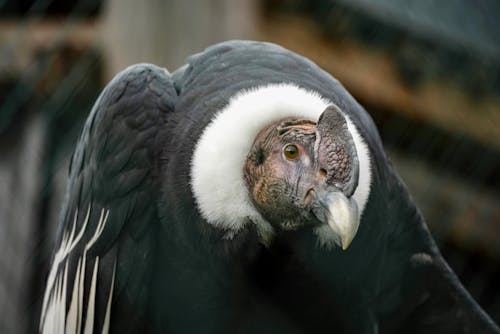 Imagine de stoc gratuită din a închide, andean condor, cap