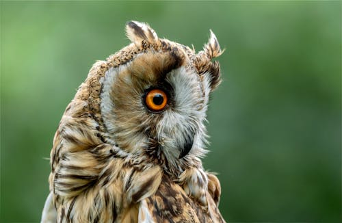Close-up of an Eurasian Eagle-owl