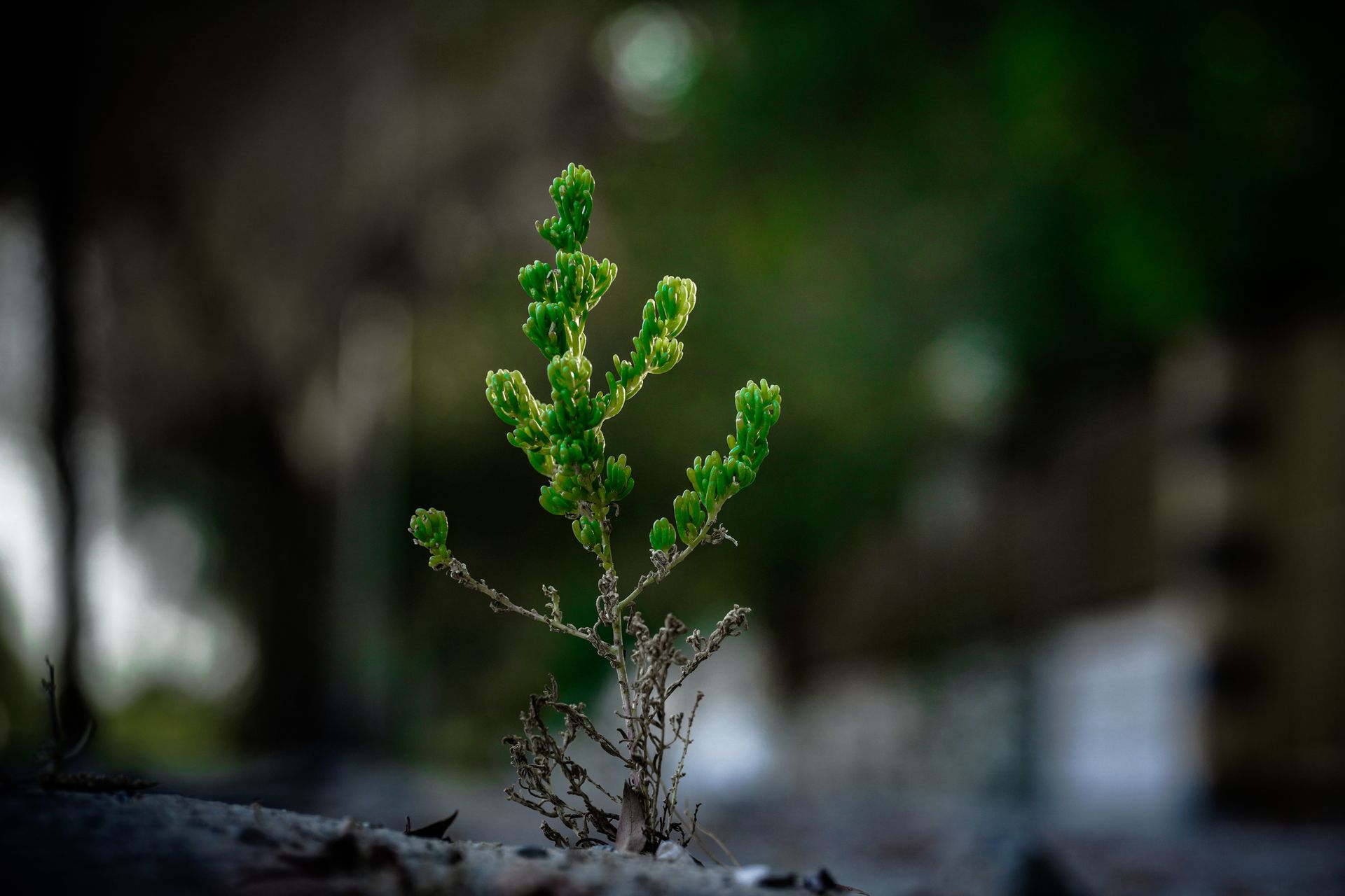 Green Plant Sprouting from the Ground