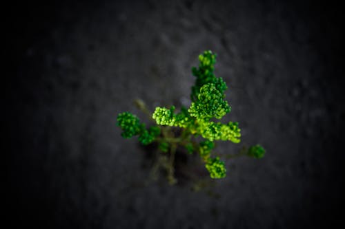 Imagine de stoc gratuită din fundal întunecat, plante verzi închis, verde
