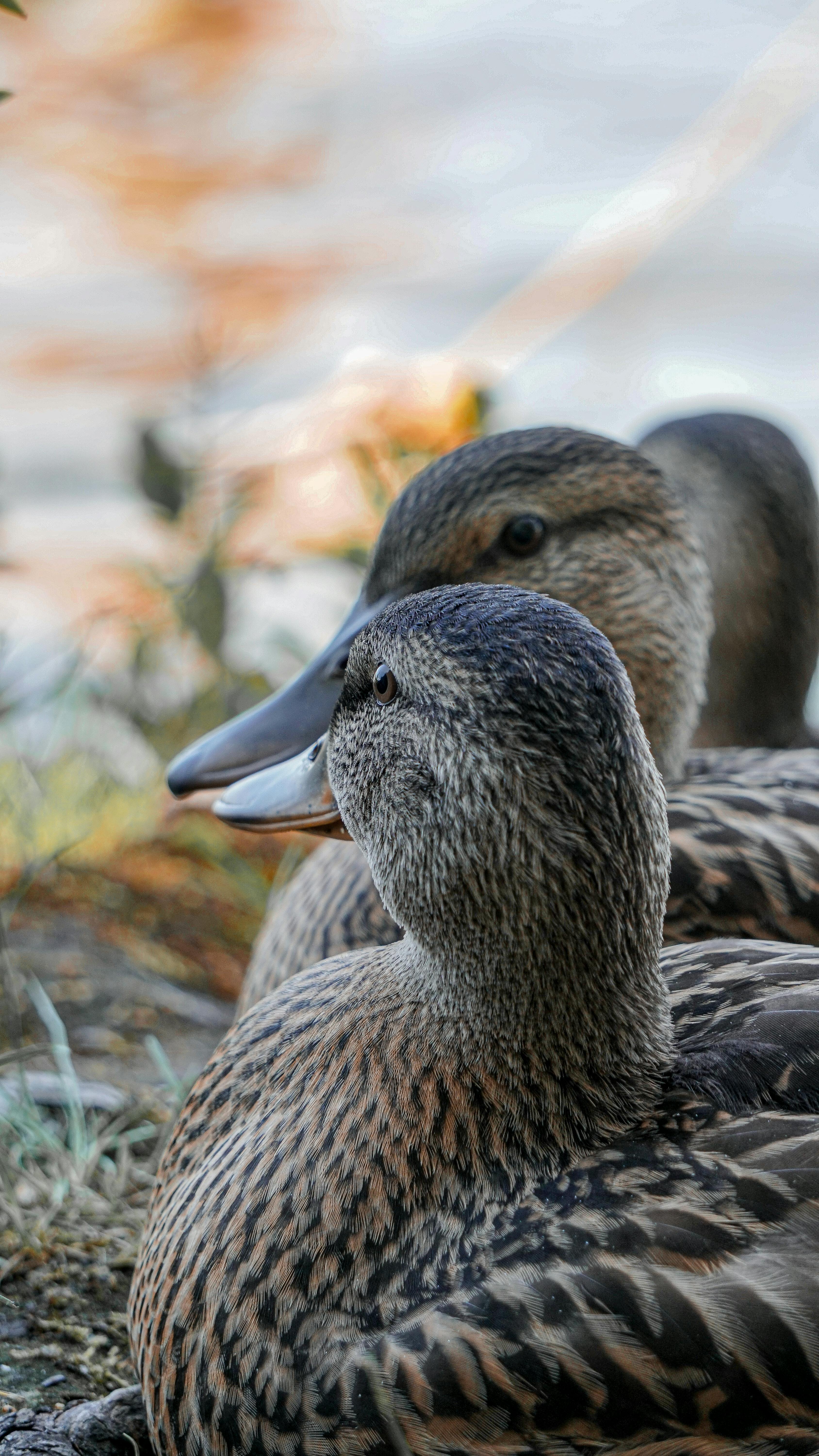 Colorful Male Mallard Duck Hd Wallpaper Widescreen Hd Resolution 2560x1600   Wallpapers13com