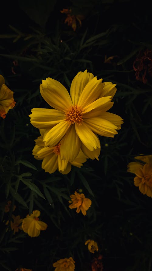 Immagine gratuita di alba, bel fiore, carta da parati autunnale