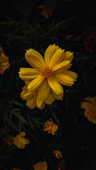 Captivating yellow cosmos flowers bloom against a dark backdrop. Perfect for vibrant nature photography.
