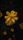 flower wallpaper