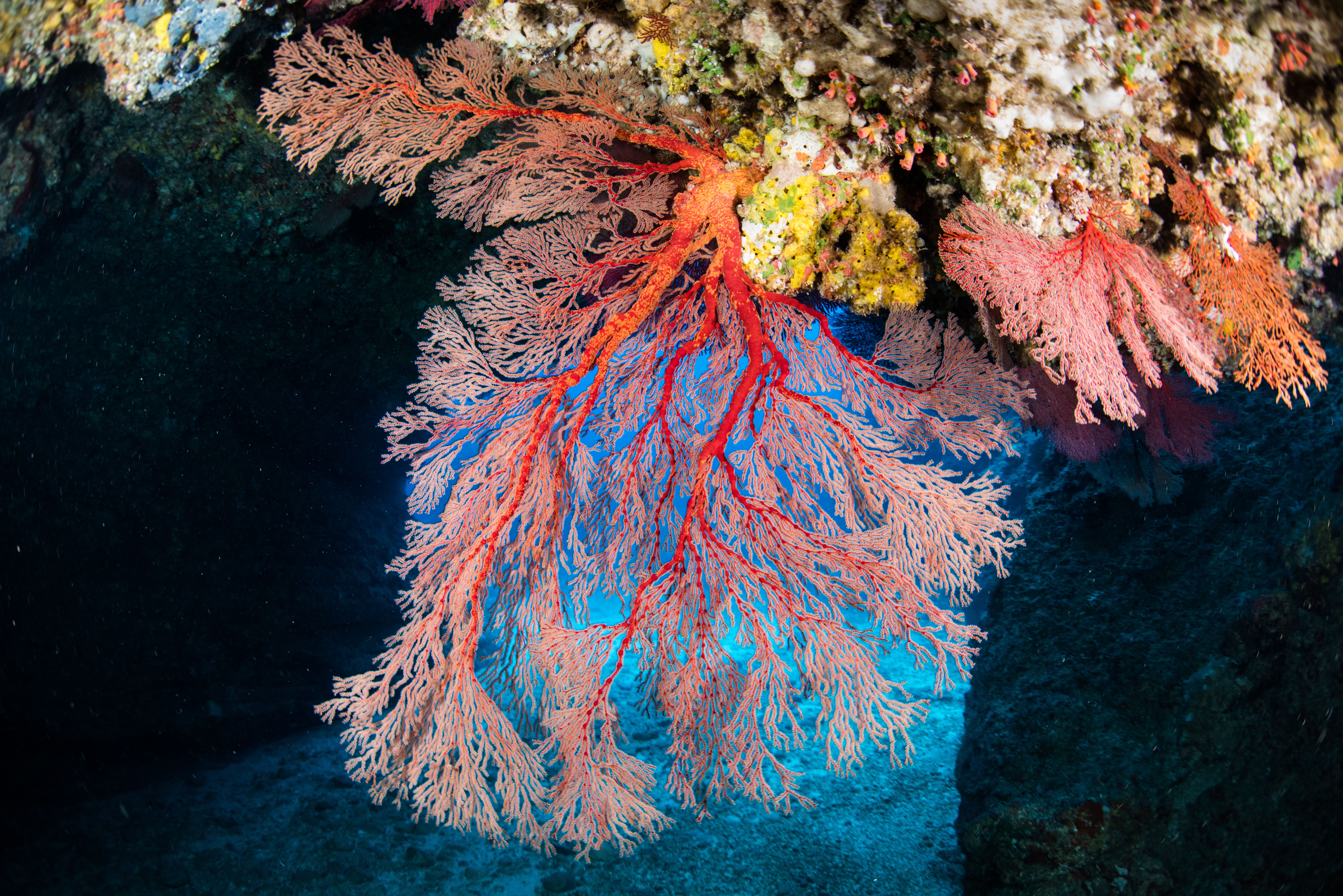 The Gorgonian That Started Bleaching After I Switched to LED Lighting