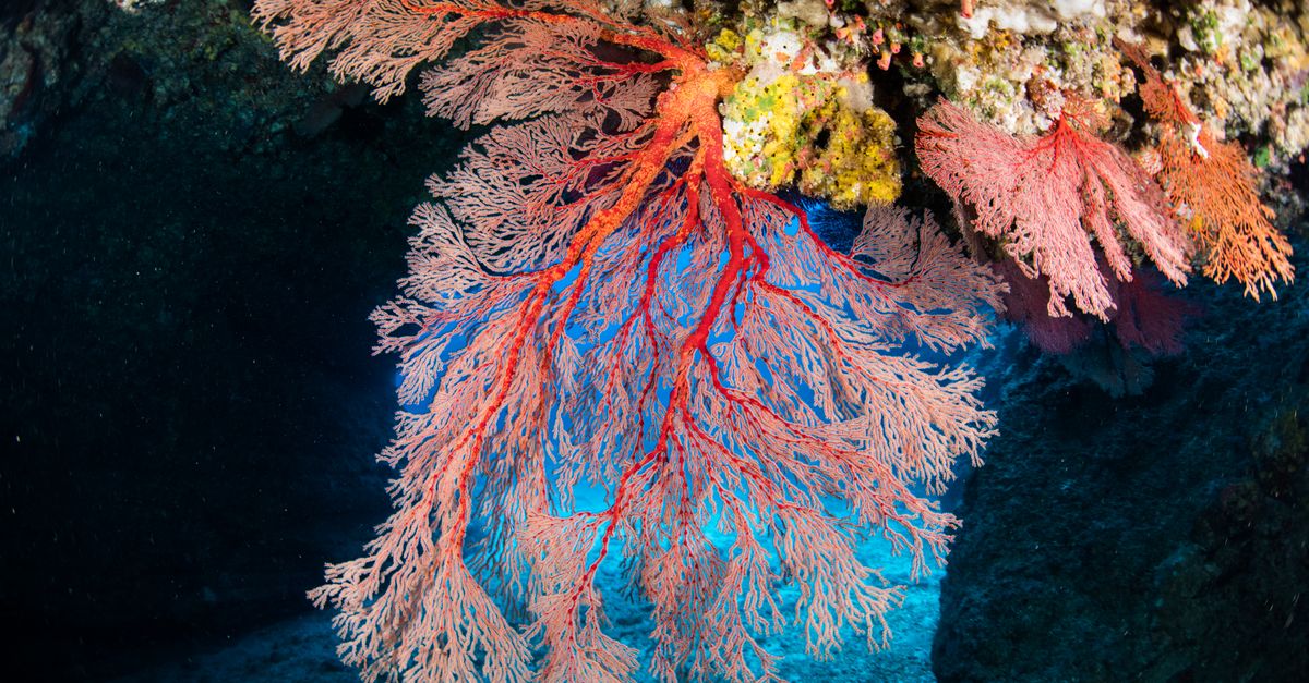 red sea