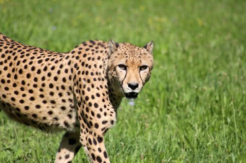 Free Cheetah walking through sunlit grassy savannah, showcasing its elegant spots and alert expression. Stock Photo