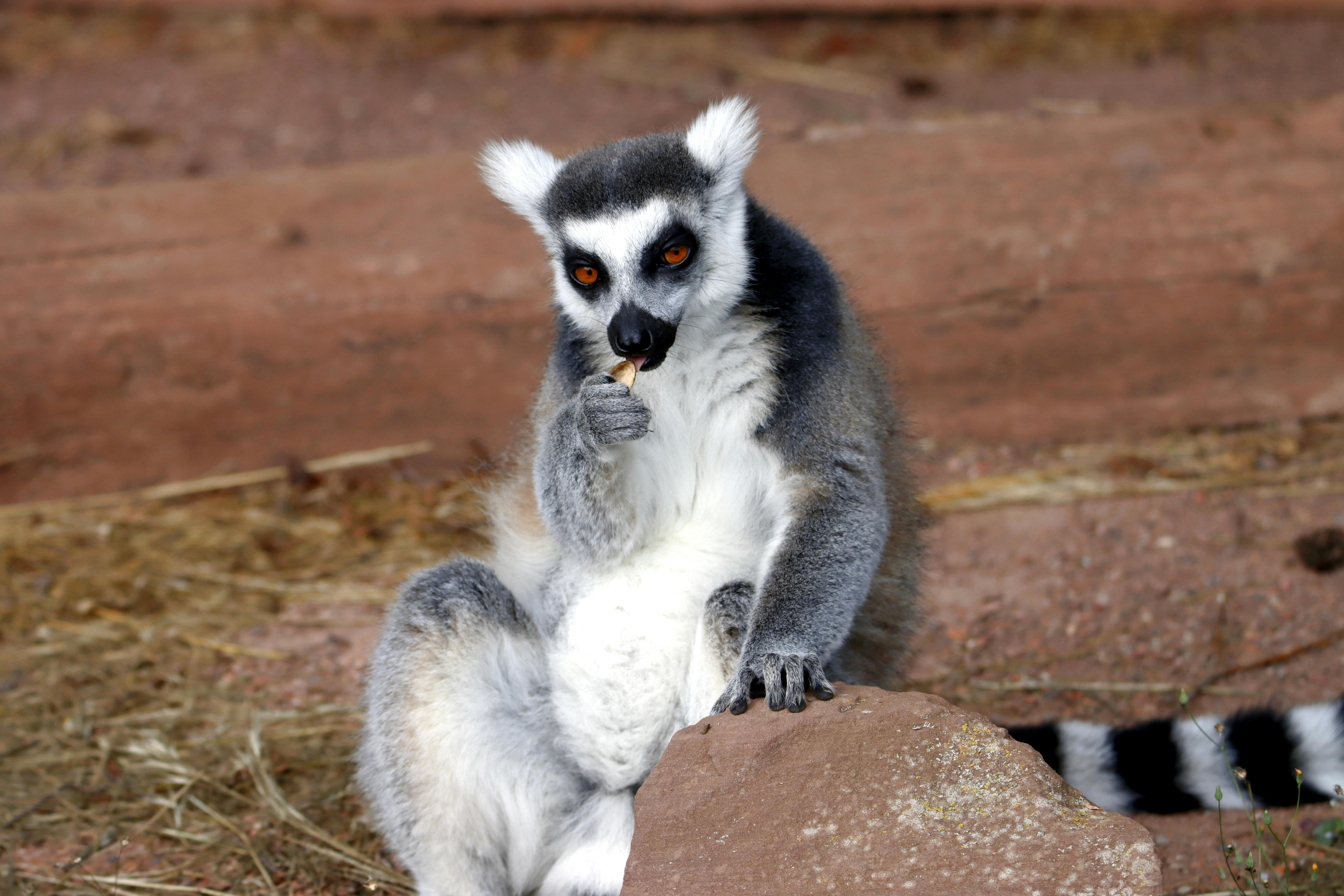 Ring-tailed lemur enjoying a snack outdoors, sitting on a rock.