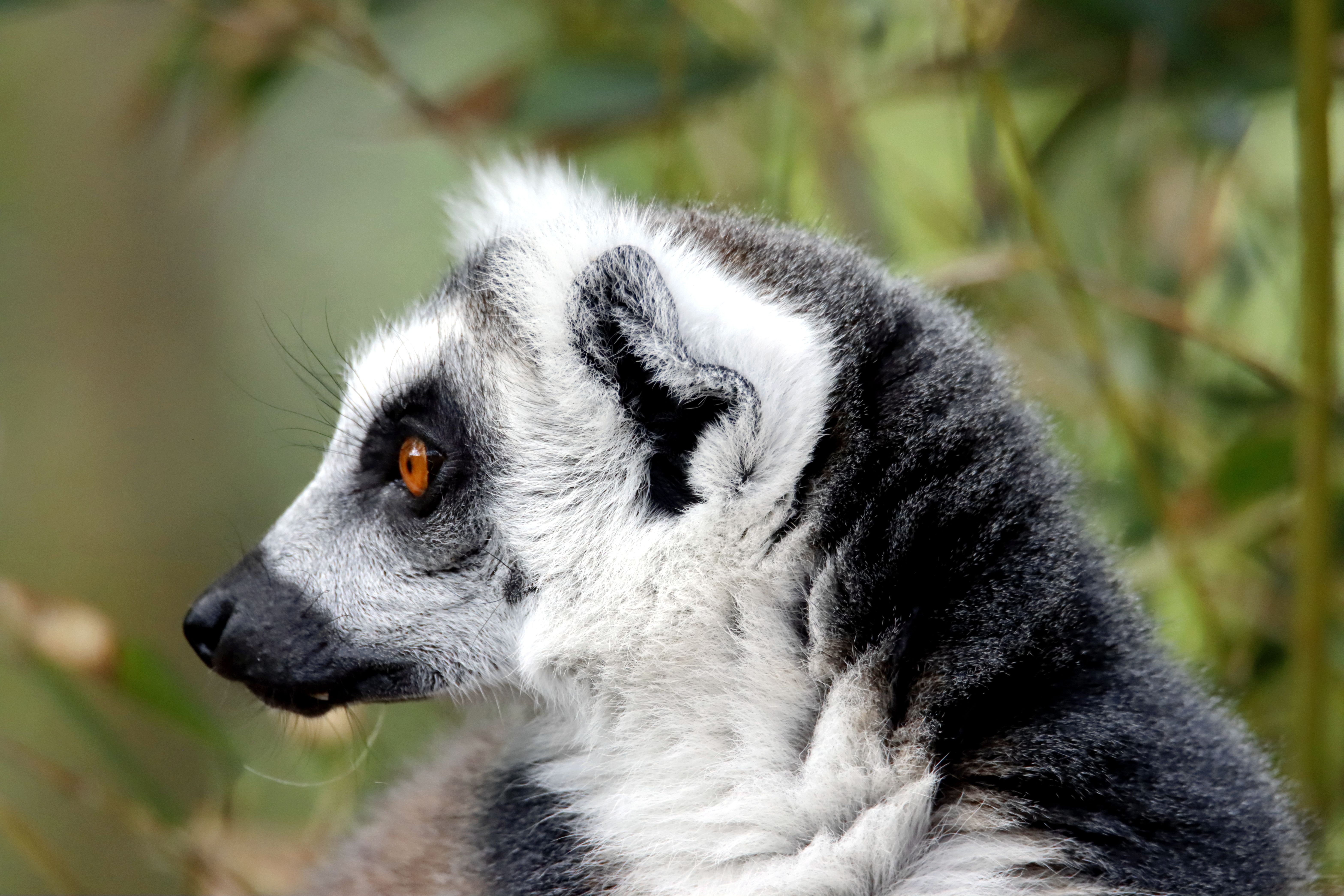 White and Black Animal Sitting on a Branch · Free Stock Photo