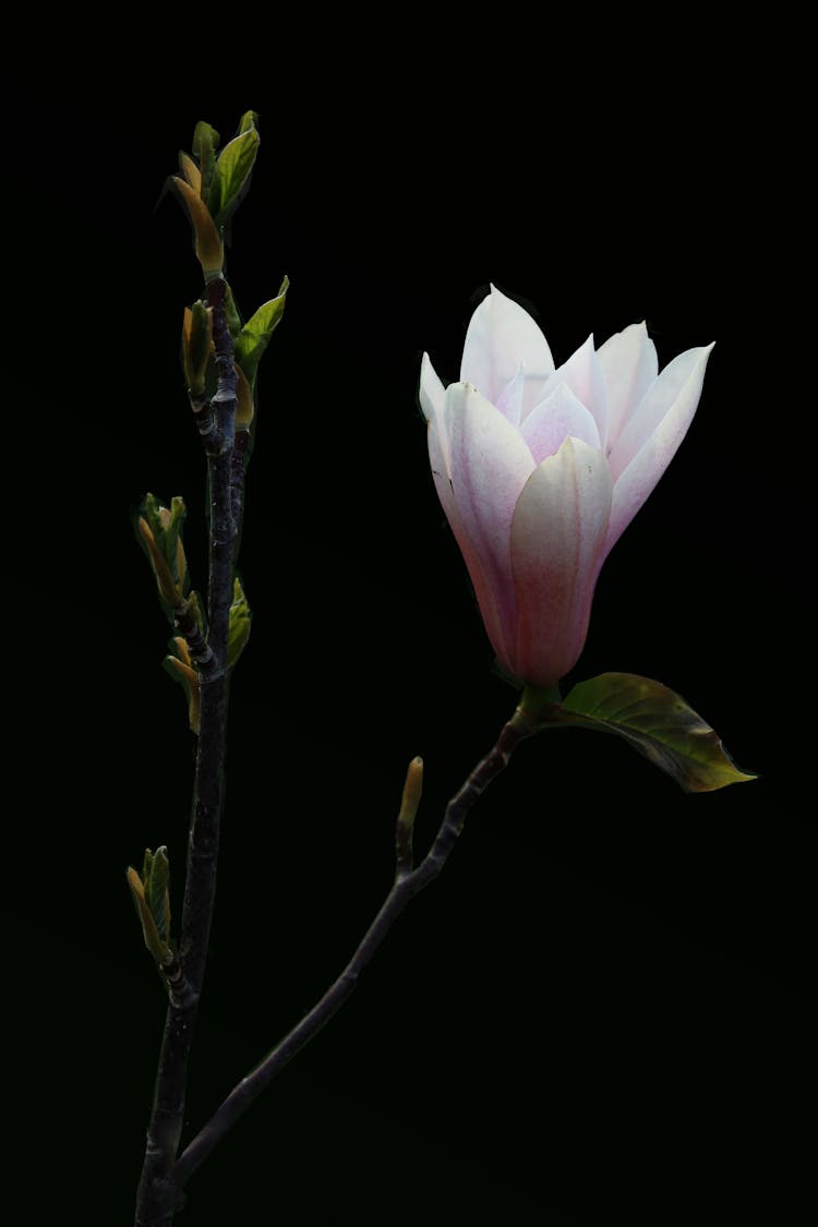 White Magnolia Flower