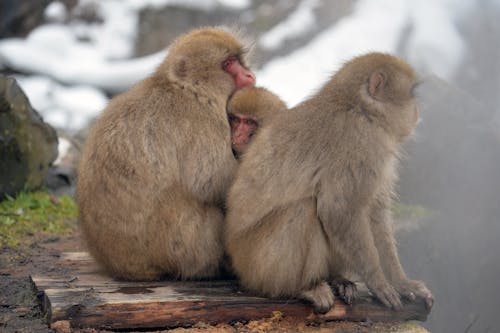 bebek maymun, egzotik, hayvan fotoğrafçılığı içeren Ücretsiz stok fotoğraf