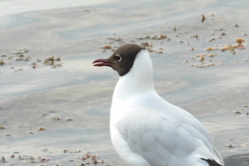 Photos gratuites de animal, mer, mouette