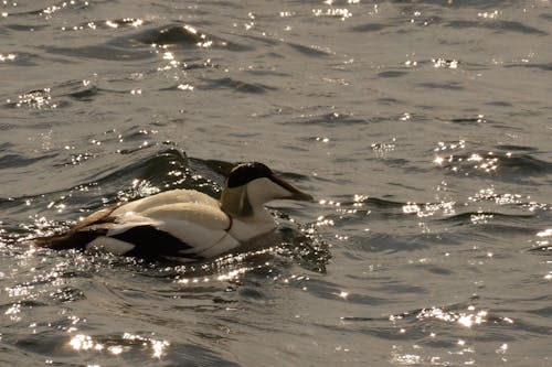 Photos gratuites de eau, eider à duvet, mer