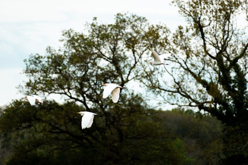 Photos gratuites de ailes, arbre, héron