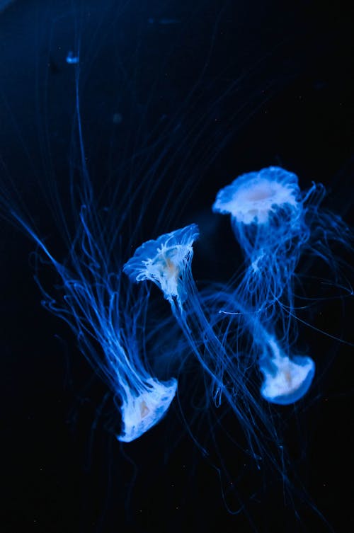 Foto profissional grátis de água-viva, apaixonado, embaixo da água