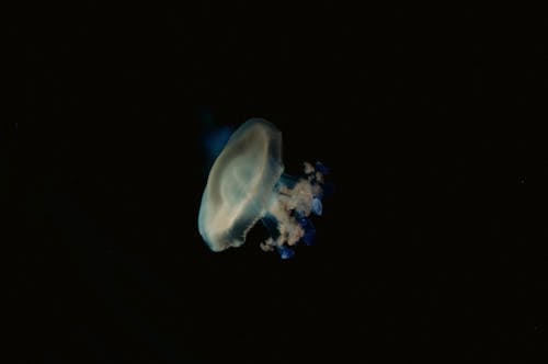 Безкоштовне стокове фото на тему «медуза, морське життя, під водою»