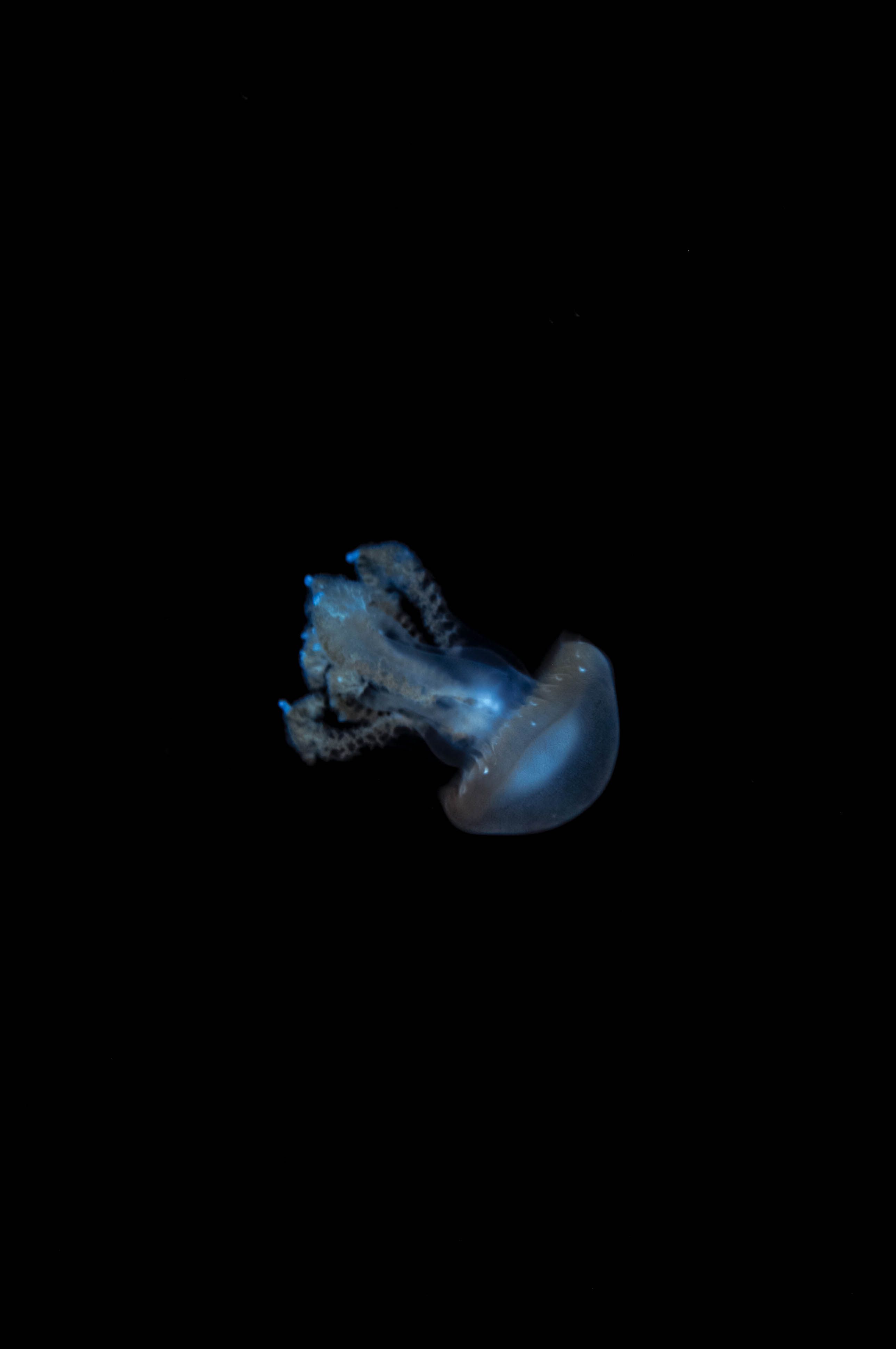 View of a Blue Jellyfish Swimming in Deep Water · Free Stock Photo