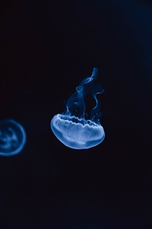 Free Ethereal jellyfish gliding through the dark ocean waters, captured in a striking underwater moment. Stock Photo