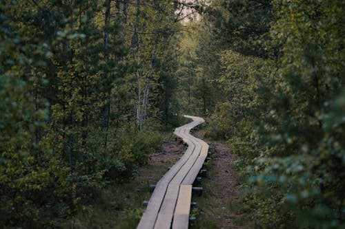 View of a Boardwalk in a Park 