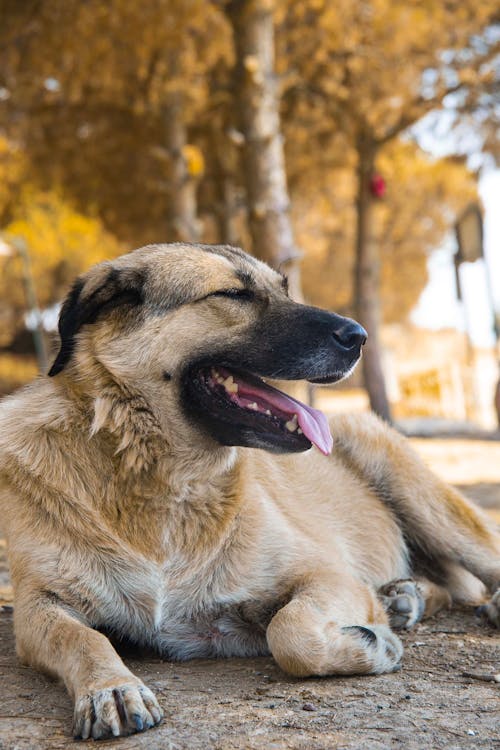 Free Dog Lying Down on Ground in Park Stock Photo