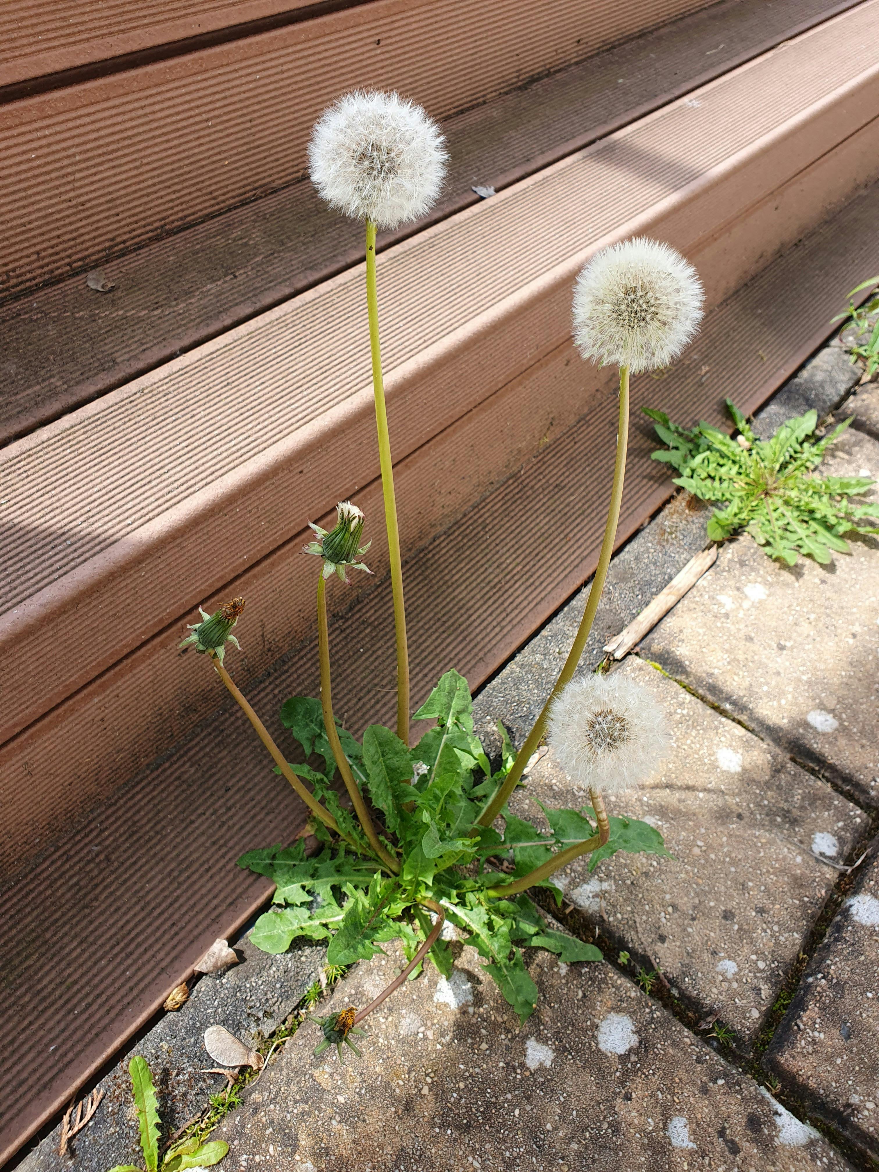 common UK paving weeds